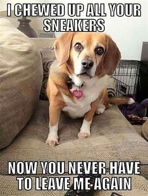 Only Dog Owners Will Understand These Joys Of Dog Ownership Dog