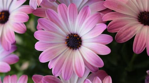 Gerber Daisy Wallpaper ·① WallpaperTag