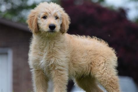 Goldendoodles have the disposition of a golden retriever without the shedding!! F1 Mini Goldendoodle Reviews Mini Goldendoodle | Dog ...