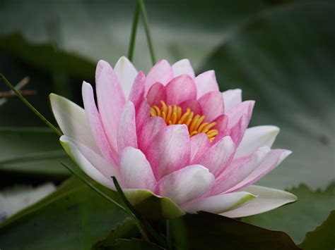 Browse a wide selection of wallpaper, borders and wall. wallpapers: Water Lily Wallpapers