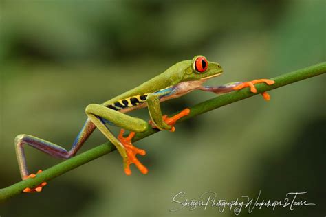 Red Eyed Tree Frog Walking Shetzers Photography