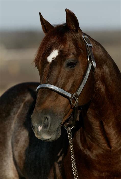 Box 130 dash high brow cat x uno del rey. Pin on Legends of the Cutting Horse Industry