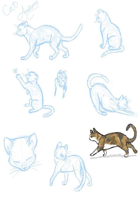 Choose from 20000+ surprised cat graphic resources and download in the form of png, eps, ai or psd. Cat Anatomy Practice...? by ~SasoriDanna94 on deviantART ...