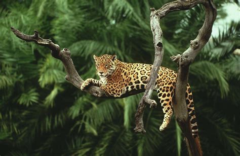 Jaguar Forest And Wildlife Conservation 4648x3042 Download Hd