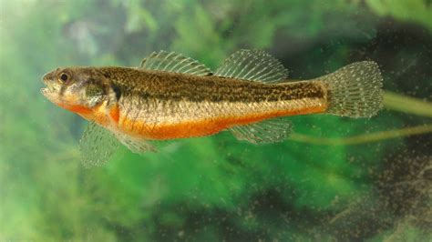 6 Popular Types Of Darter Fish A Z Animals