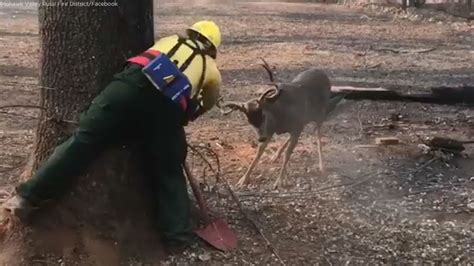 Firefighters Free Deer Trapped In Downed Power Line In Camp Fire Aftermath In Paradise Abc7