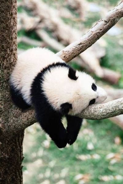 Baby Panda Asleep On Tree Funny Sleeping Animals Sleeping Animals