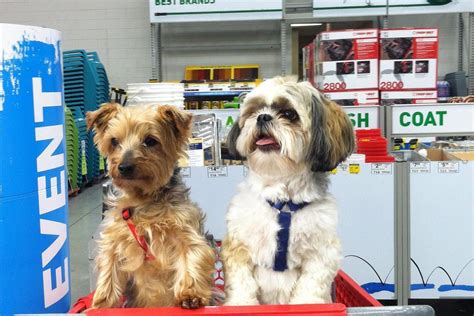 Can Dogs Go Into Lowes