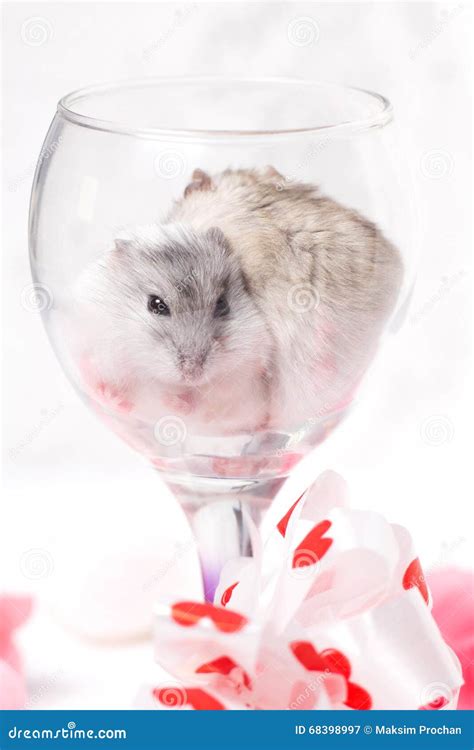 Tiny Jungar Hamsters Together In A Glass Stock Image Image Of Tiny