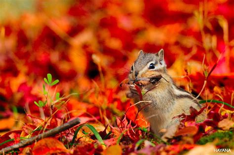 Beautiful Photos Of Animals Fully Enjoying The Autumn Season Autumn