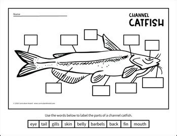 Keep it wild, traceable and sustainable. Label a Fish Diagram - Parts of a Fish Labeling - Channel ...