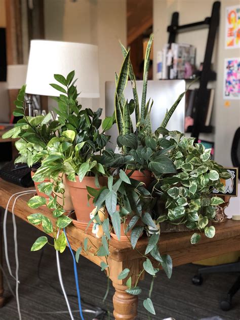 I have sent a couple of inquiries to customer su.pport and have not heard back regarding my order. My desk plants that keep me company at work. Ever sense we ...