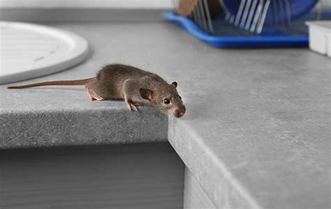 Look for holes next (or even inside) your cabinets, all of your shelves, behind or under the stove (or even the refrigerator), and much more. Why Rodents Are a Serious Problem For Jacksonville Homes