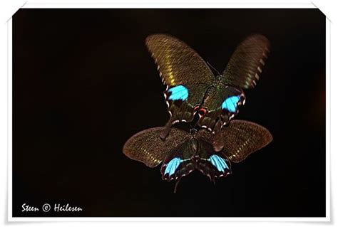 Paris Peacock Butterflies In Flight Hong Kong Flying Par Flickr