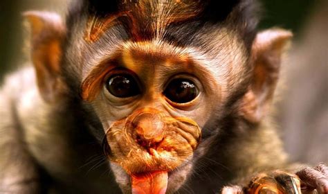Download Big Eye Cute Monkey Photo Wallpaper