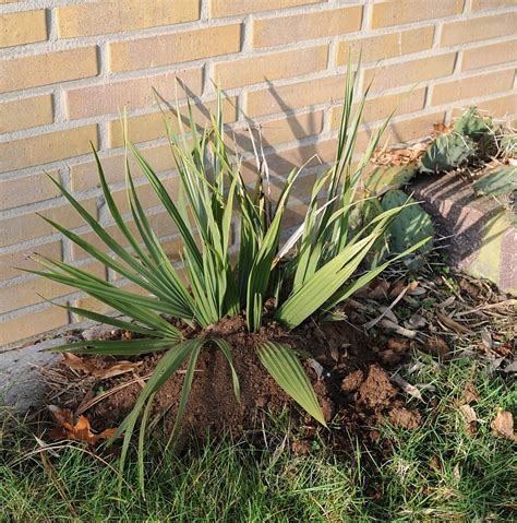 It is harvested from the wild for local use as a food and medicine. Nannorrhops ritchiana im Freiland- Frostharte Mazari-Palme