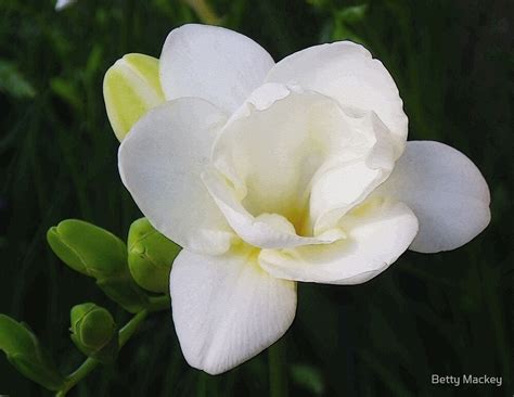 White Freesia Blossom By Betty Mackey Redbubble
