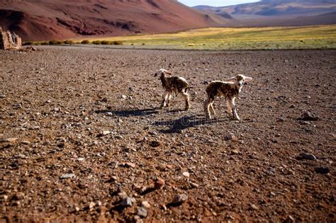 Argentina Desert Red Rock Landscape Stock Image Image Of Vegetation