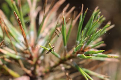 Check spelling or type a new query. Scout now to control bagworms this spring