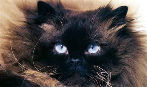 Black Himalayan Cat