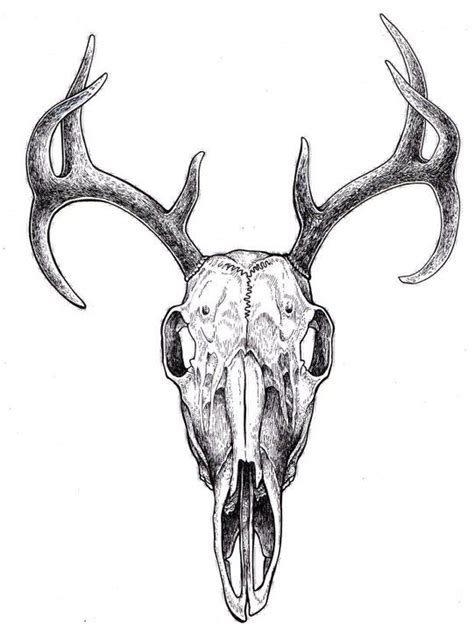 Deer Skull Animal Skull Tattoos Animal Skull Drawing Deer Skull Tattoos