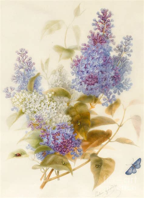 Spray Of Lilac Painting By Pauline Gerardin