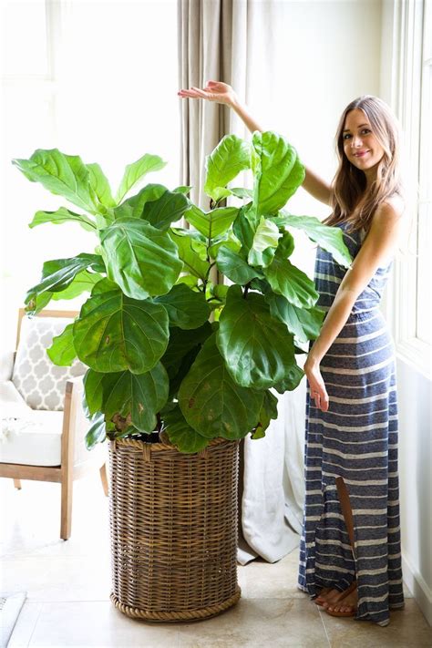 How To Keep Your Houseplants Green And Gorgeous Plants