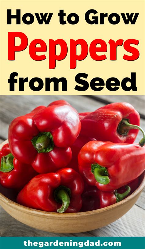 We did not find results for: How to Grow Peppers from Seed (7 EASY Steps) | Stuffed ...