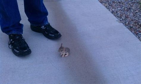 The Smallest Bunny Ever Pics