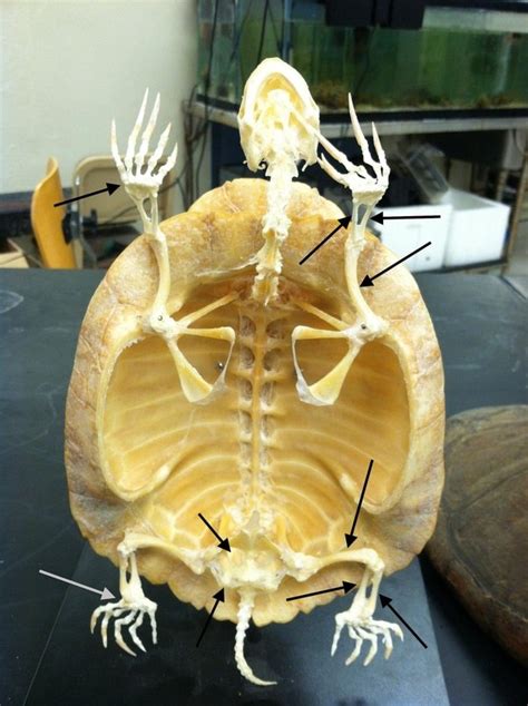 Tortoise Skeleton Anatomy