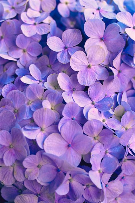 Purple Flowers With Green Leaves Photo Free Flower Image On Unsplash