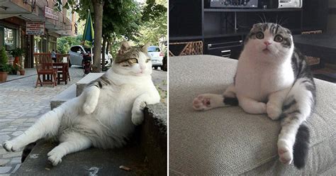 24 Hilarious Photos Of Cats Sitting Awkwardly