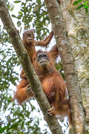 Female Orangutan With A Baby Hanging On A Tree Stock Photo Image Of