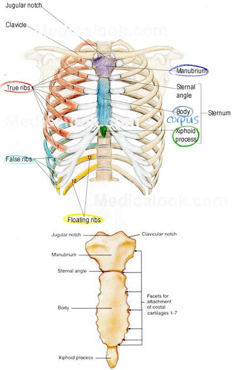 Anatomy Of Ribs And Sternum Thoracic Cage Anatomy And Clinical Notes