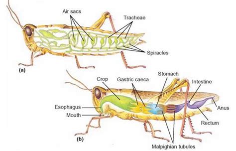 Bagan Cara Kerja Organ Pernapasan Pada Serangga Belajar Di Rumah