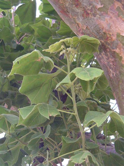West African Plants A Photo Guide Sterculia Setigera Delile
