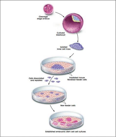 All steps in the animal cell culture technique must be carried out in highly aseptic conditions. Isolation and Cultivation of Viruses - Virology