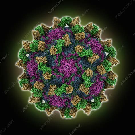 Echovirus3 Capsid Complexed With 6d10 Fab Illustration Stock Image