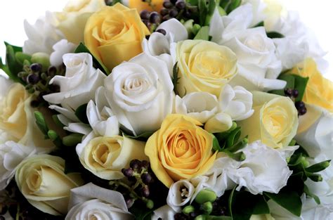 White And Yellow Roses Hd Wallpaper Wallpaper Flare