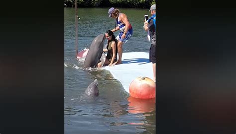 This Dolphin Got Frisky With This Woman She Cant Stop Laughing