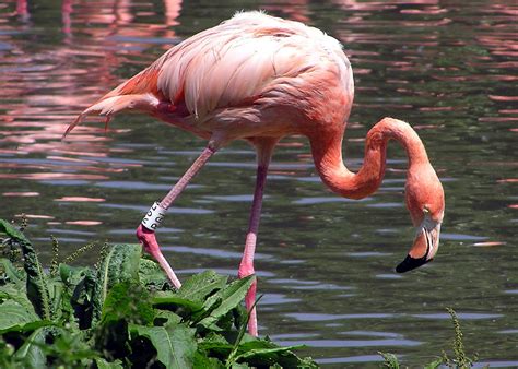 Free Images Nature Wildlife Zoo Beak Tropical Colorful Pink