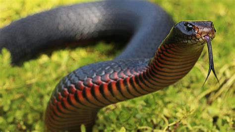 Venomous Red Bellied Black Snake Found Hiding In Garage Au