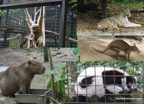 Zoo negara) is a zoo in malaysia located on 110 acres (45 ha) of land in ulu klang, gombak district, selangor, malaysia. Zoo Negara - Harga Tiket, DISKAUN 10%, Tarikan PALING BEST ...