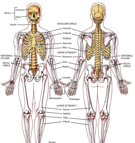 The skeleton is the central structure of the body and is made up of bones, joints and cartilage. KS3 Biology: KS3 Biology Part 2: Skeletal System