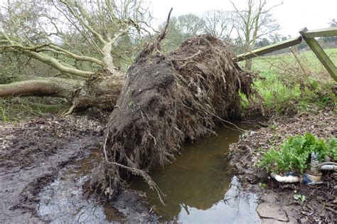 Willow Tree Root System