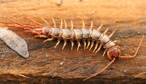Stone Centipede Bothropolys Multidentatus Bugguidenet