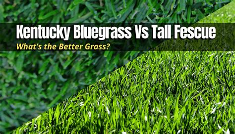 Kentucky Bluegrass Vs Tall Fescue Whats The Better Grass The Backyard Pros