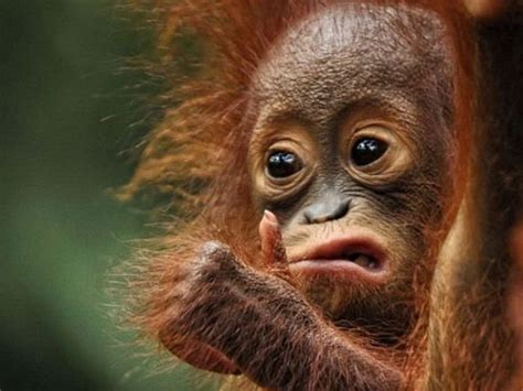 Funny Animal Face Image Pics Free Lol Amazing Monkey Face Mojly