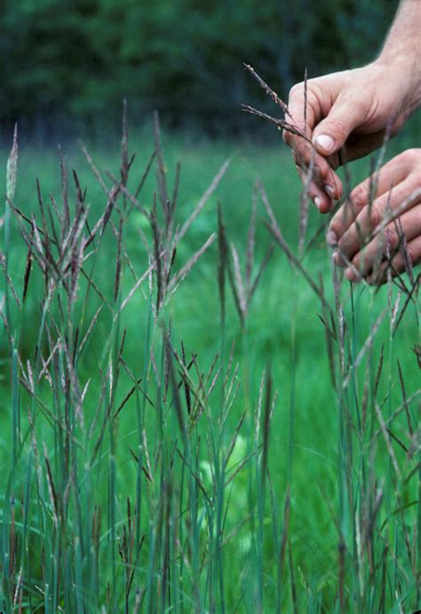 Chapter 3 Common Native Grasses Of The Northern Midwest Gardening