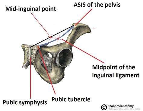 Laterally, there is the aponeurosis of the transversus abdominis muscle and the transversalis fascia and medially the. The Inguinal Canal - Boundaries - Contents - TeachMeAnatomy